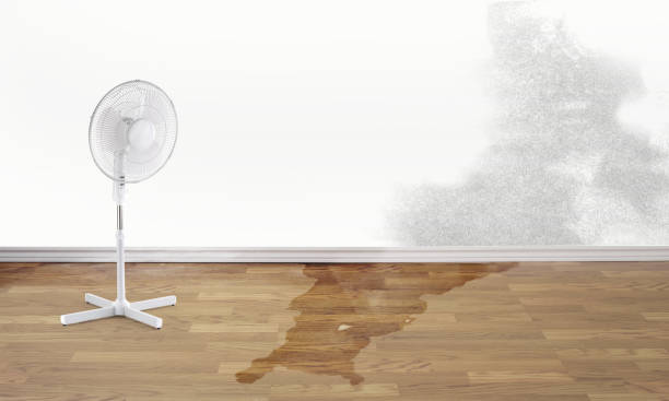 Best Professional water damage repair  in Boley, OK